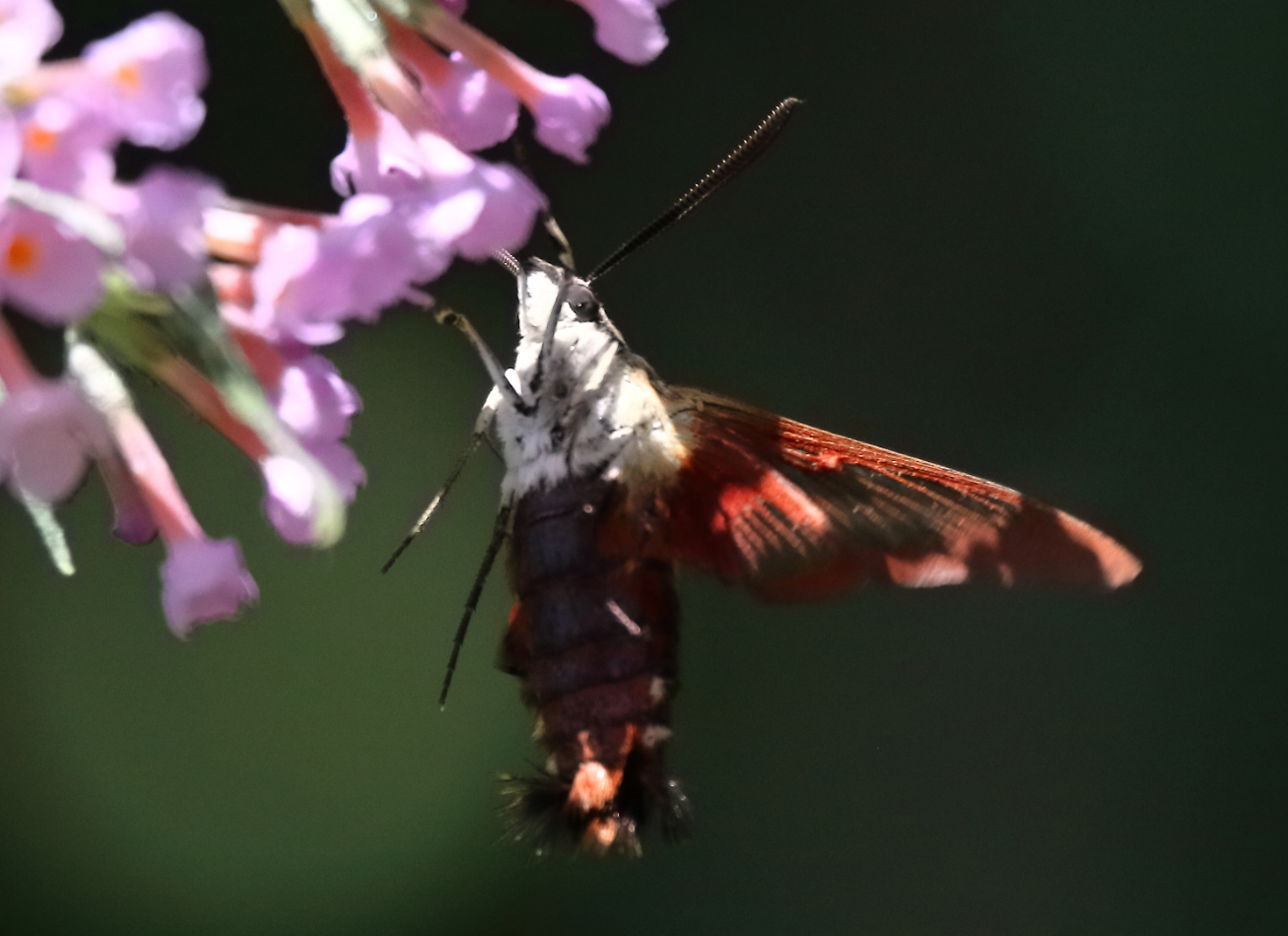 2019 08 11 HTP 50414e